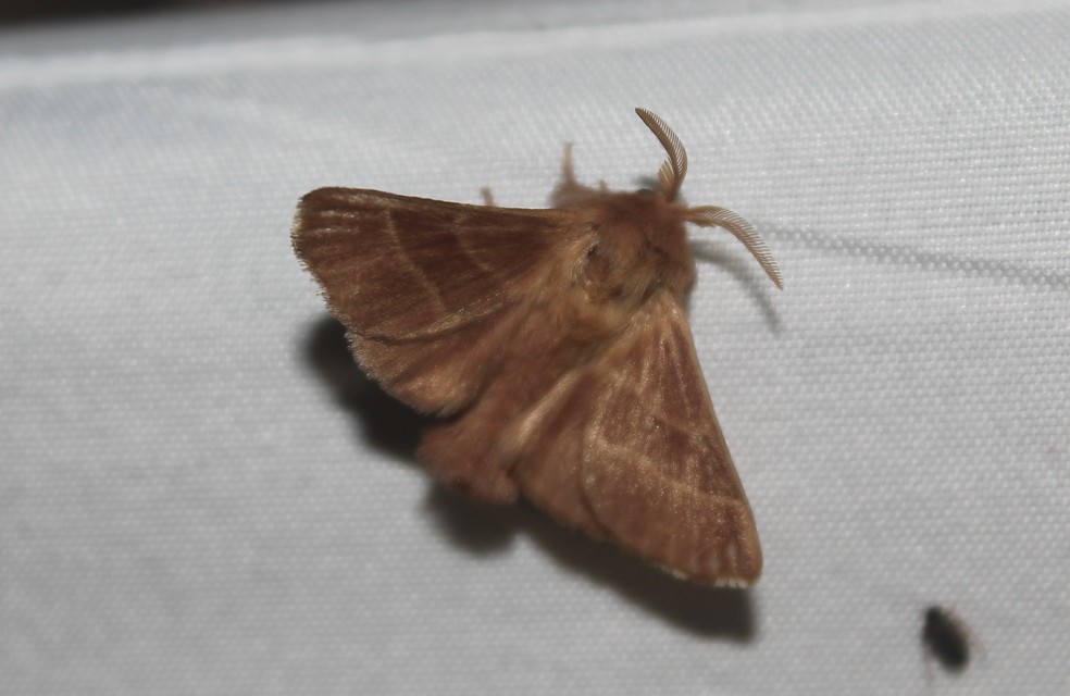 Malacosoma neustria - gyűrűsszövő