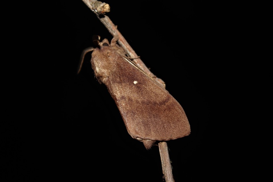 Dendrolimus pini - fenyőpohók