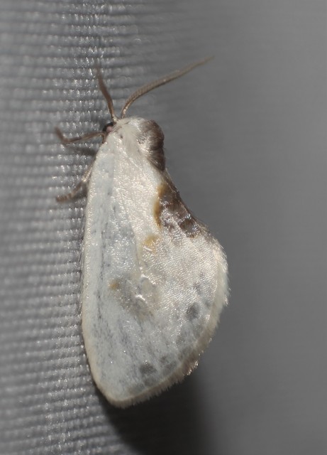 Cilix glaucata - törpe sarlósszövő