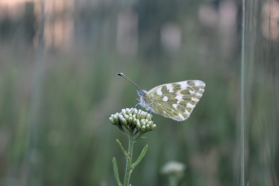 Pontia edusa - rezedalepke