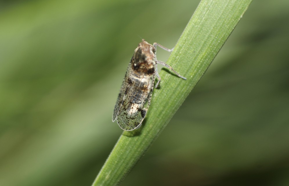 Cixiidae - recéskabócák