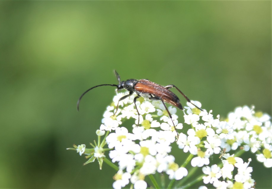 Stenurella bifasciata - kétöves karcsúcincér