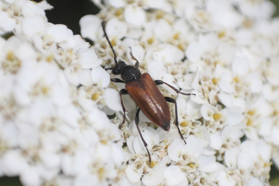 Pseudovadonia livida - barnás virágcincér