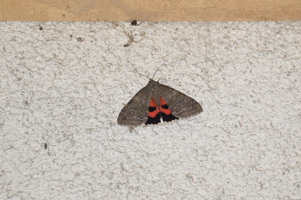 Catocala nupta - piros övesbagoly