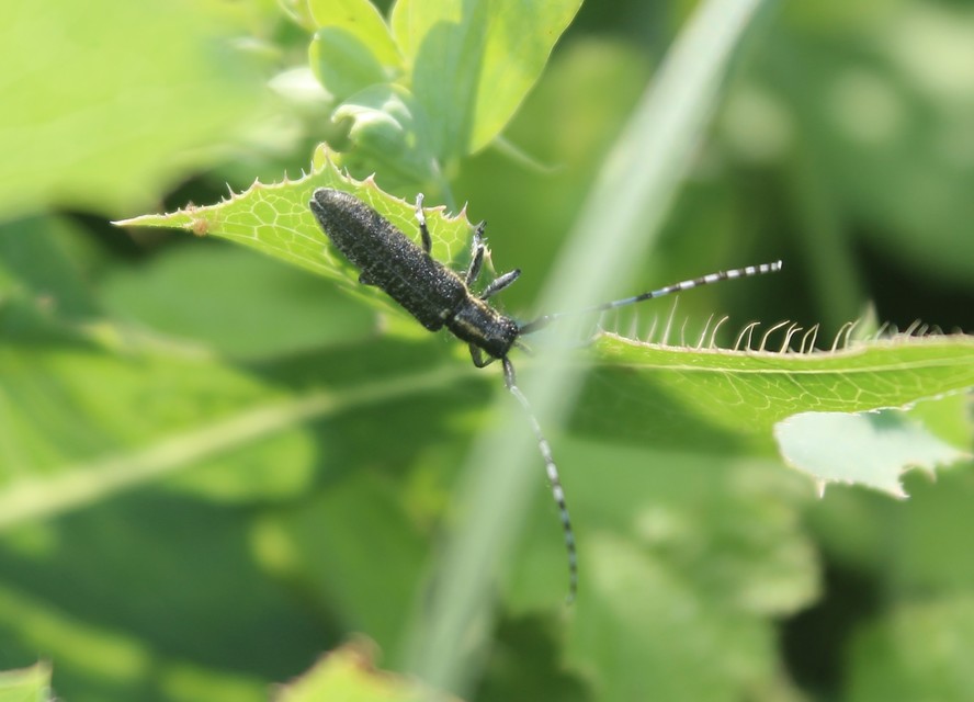 Agapanthia villosoviridescens - fehérgyűrűs bogáncscincér