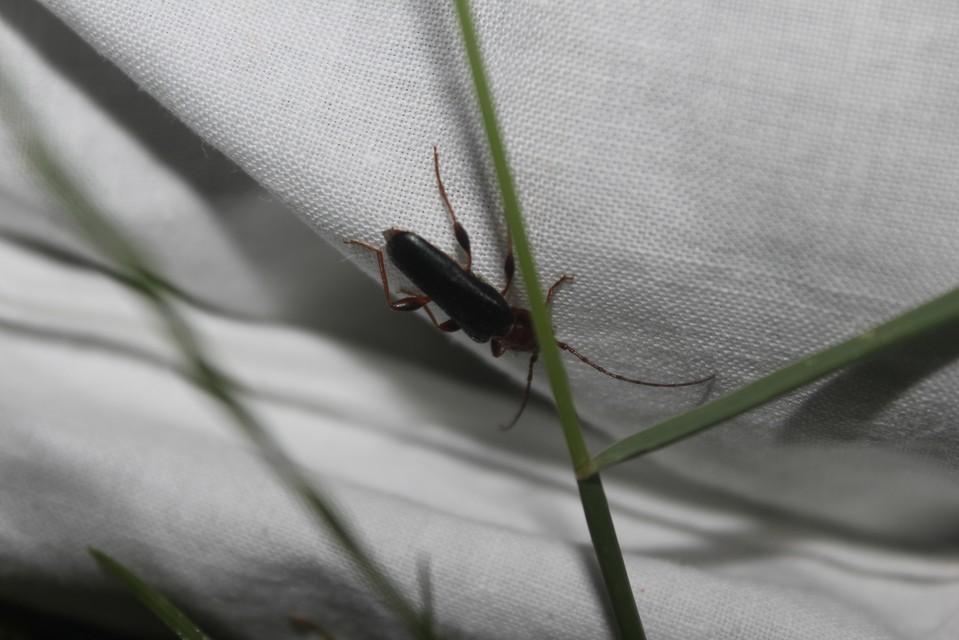 Phymatodes testaceus - változékony korongcincér Phymatodes testaceus - változékony korongcincér