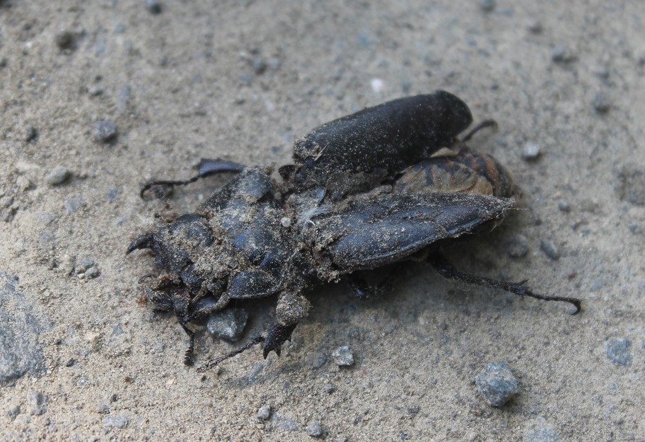 Lucanus cervus - nagy szarvasbogár