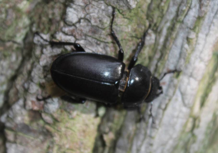 Lucanus cervus - nagy szarvasbogár