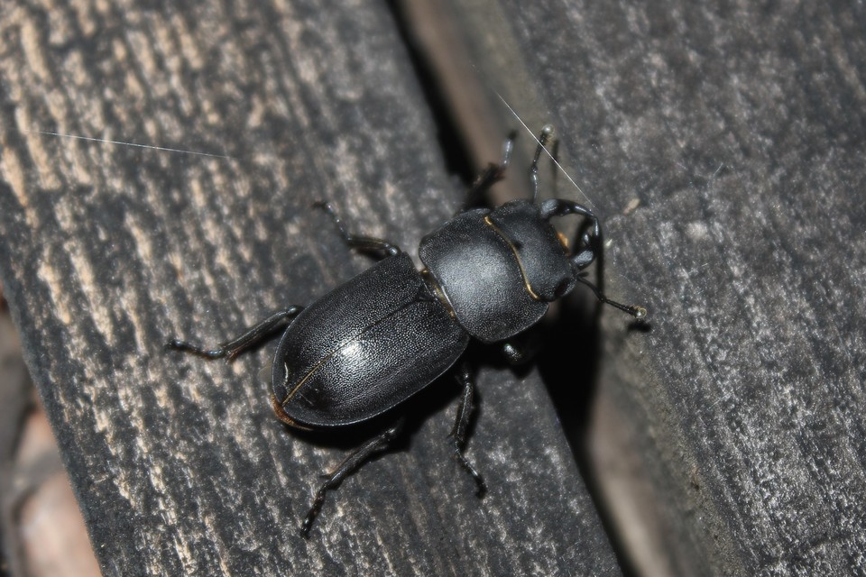 Dorcus parallelipipedus - kis szarvasbogár