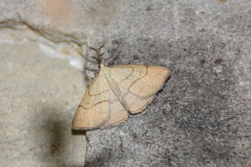 Polypogon tentacularia - sötétaljú karcsúbagoly
