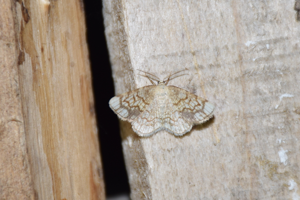 Stegania dilectaria - fehérnyár-araszoló