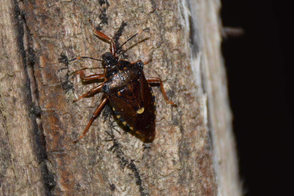 Pentatoma rufipes - vöröslábú címerespoloska Pentatoma rufipes - vöröslábú címerespoloska