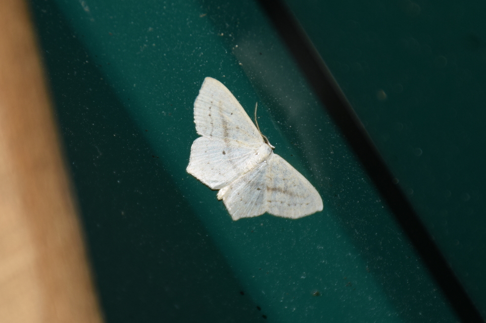Scopula flaccidaria - alföldi sávosaraszoló