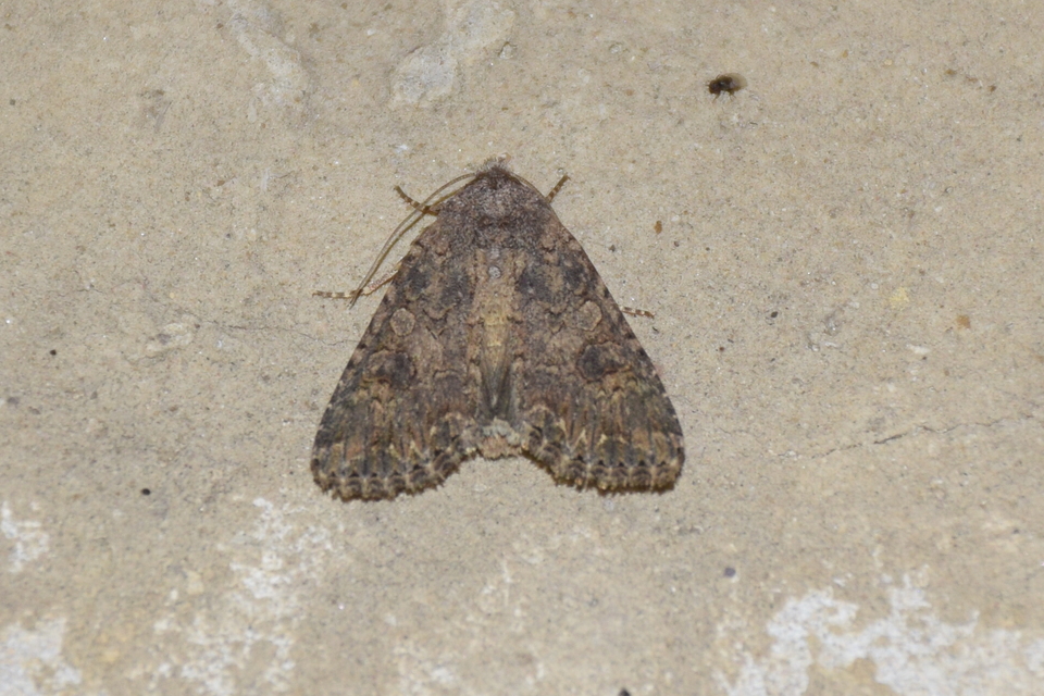 Hadula trifolii - lóherebagoly