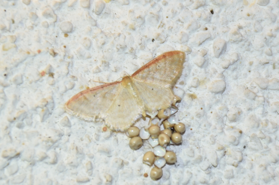 Idaea humiliata - vörösszélű apróaraszoló