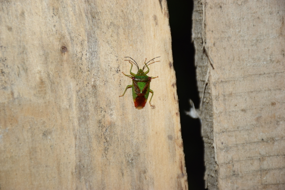 Acanthosoma haemorrhoidale - nagy dajkapoloska Acanthosoma haemorrhoidale - nagy dajkapoloska