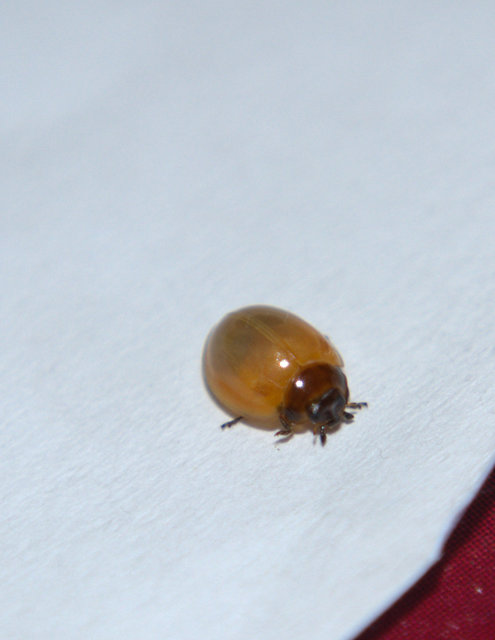 Exochomus quadripustulatus - négyfoltos szerecsenkata