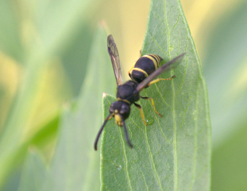 Ancistrocerus