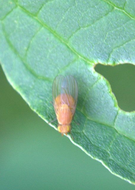 Lauxaniidae - pudvalegyek