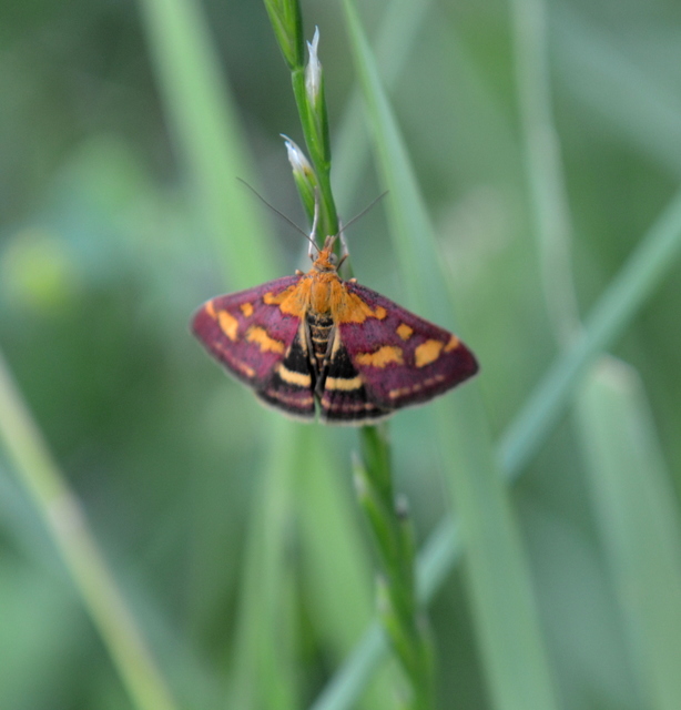 Pyrausta purpuralis - közönséges bíbormoly