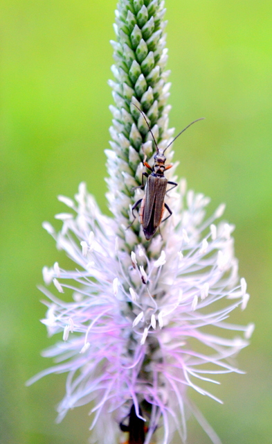 Oedemera femorata - sárgahátú álcincér