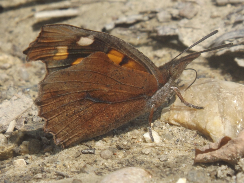 Libythea celtis - csőröslepke