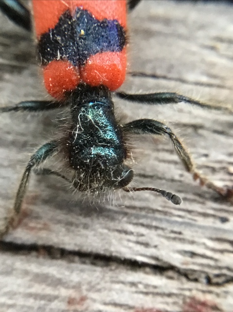 Trichodes apiarius - szalagos méhészbogár