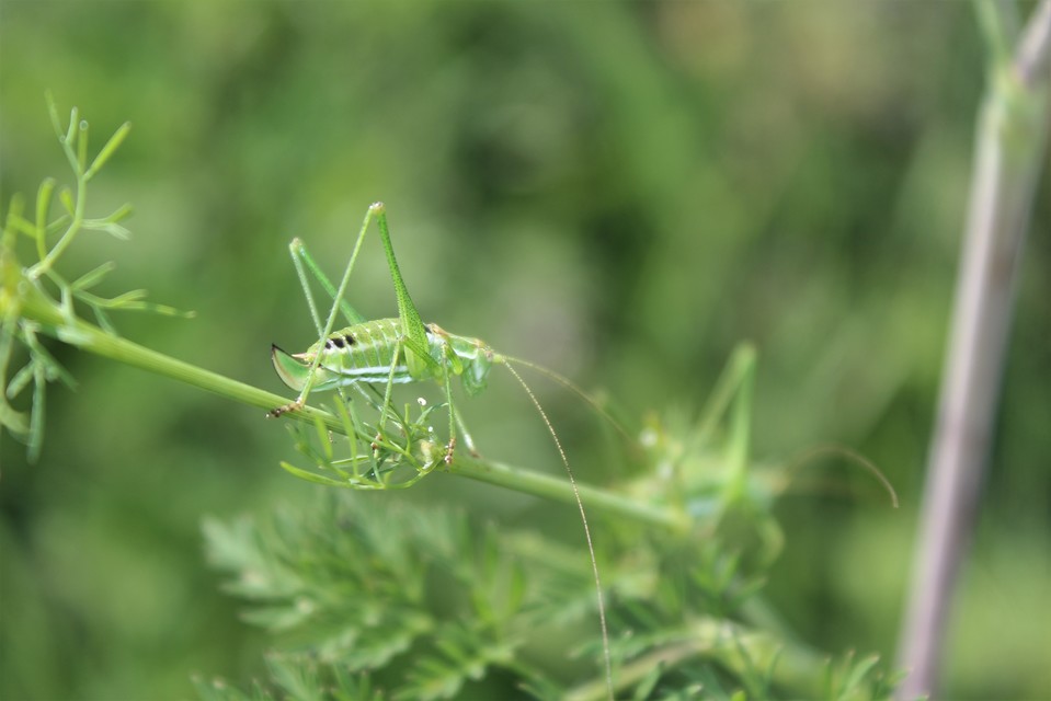 Leptophyes albovittata - közönséges virágszöcske