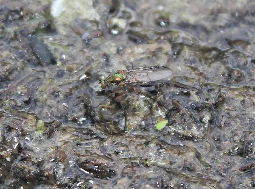 Dolichopodidae - szúnyoglábú legyek