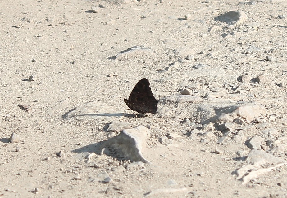 Nymphalis io - nappali pávaszem