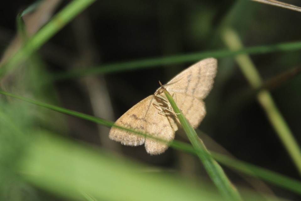 Scopula rubiginata - réti pirosaraszoló