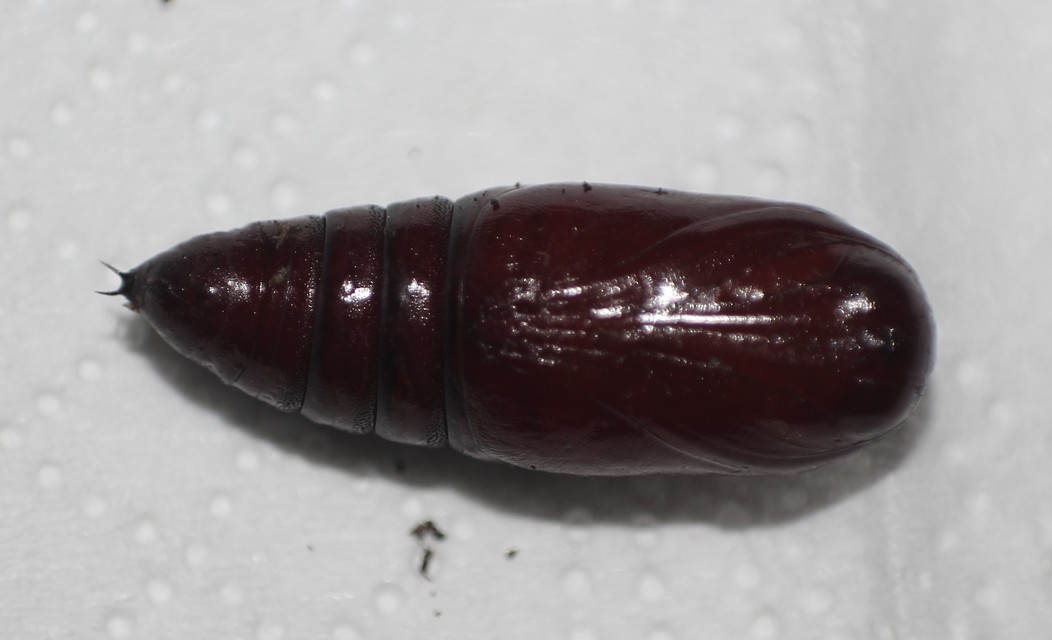 Egira conspicillaris - változékony szürkebagoly
