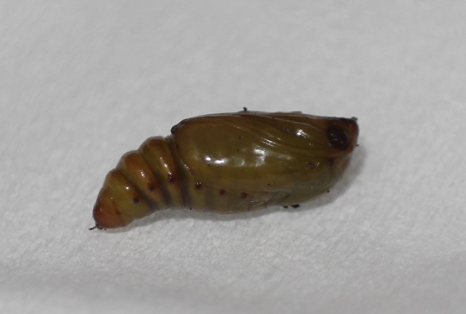 Emmelia trabealis - zebrabagoly