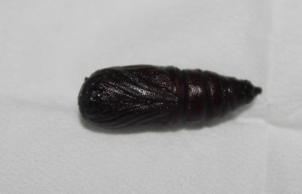 Biston strataria - barnapettyes araszoló