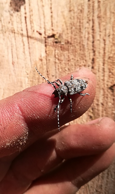 Aegomorphus clavipes - tarka cincér Aegomorphus clavipes - tarka cincér