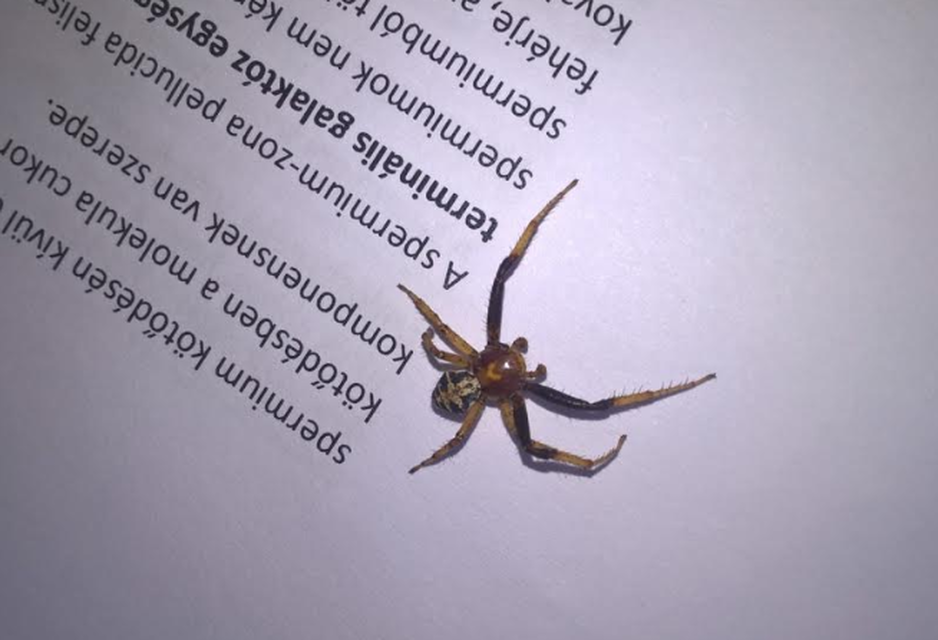 Xysticus
