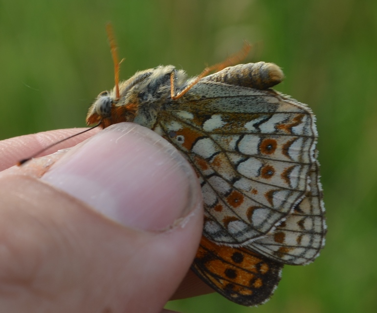 Argynnis niobe - ibolya-gyöngyházlepke