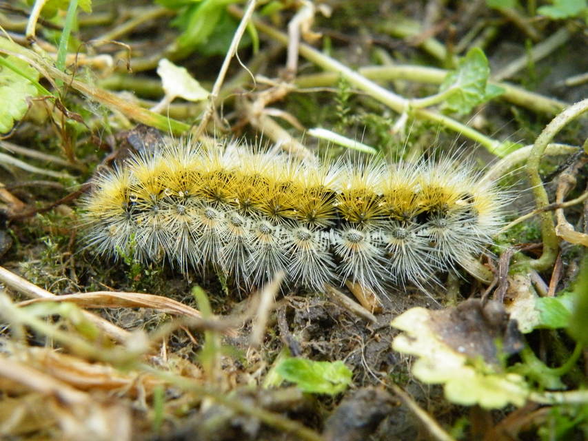 Rhyparia purpurata - bíborszínű medvelepke