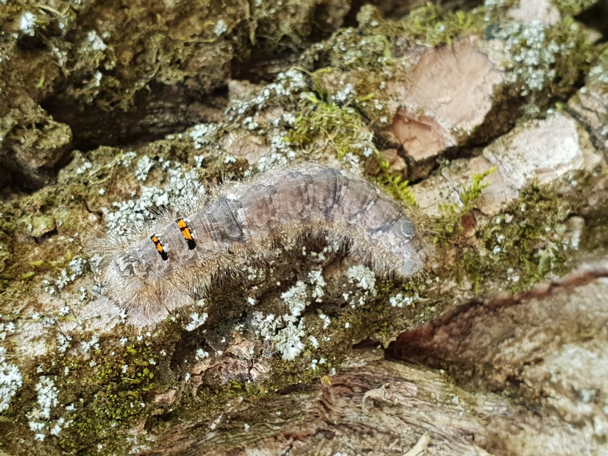Phyllodesma tremulifolia - nyárlevélpohók