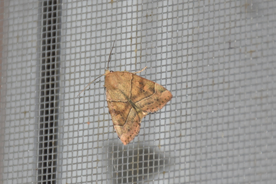 Cosmia trapezina - közönséges lombbagoly