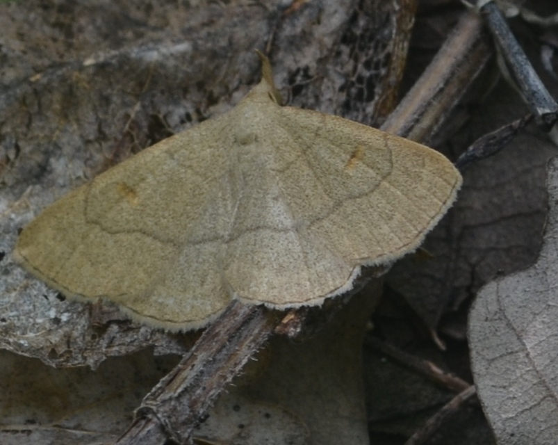 Paracolax tristalis - sárgás karcsúbagoly