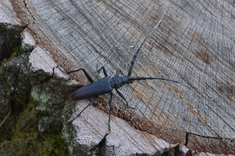 Cerambyx cerdo - nagy hőscincér