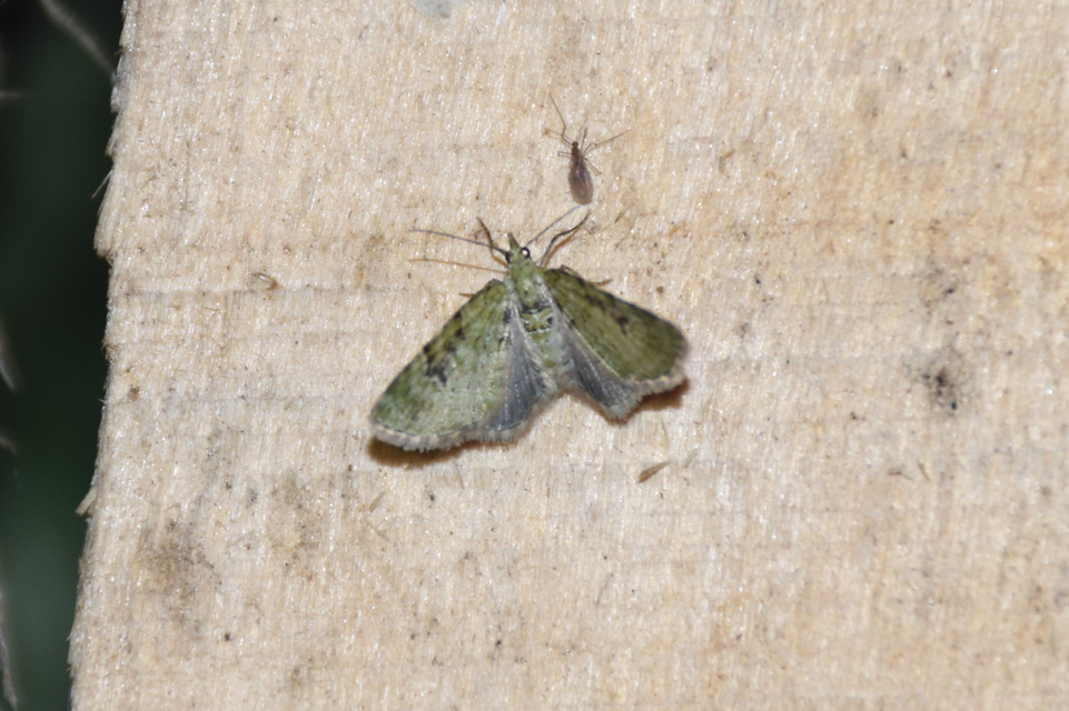 Chloroclystis v-ata - zöldes törpearaszoló