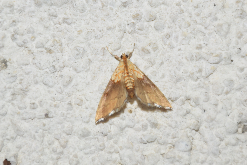 Agrotera nemoralis - ligeti tűzmoly