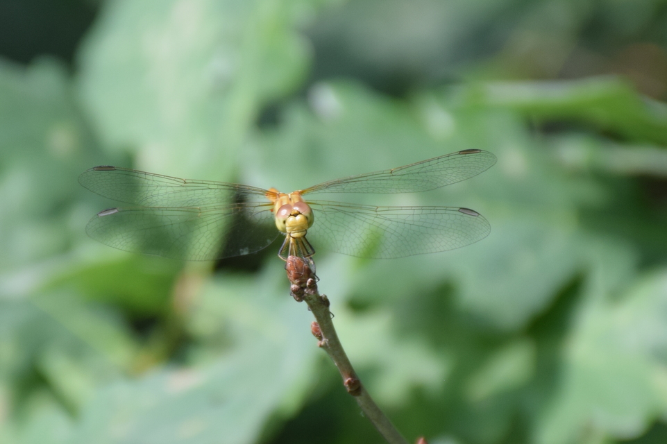 Sympetrum meridionale - fakó katona-szitakötő