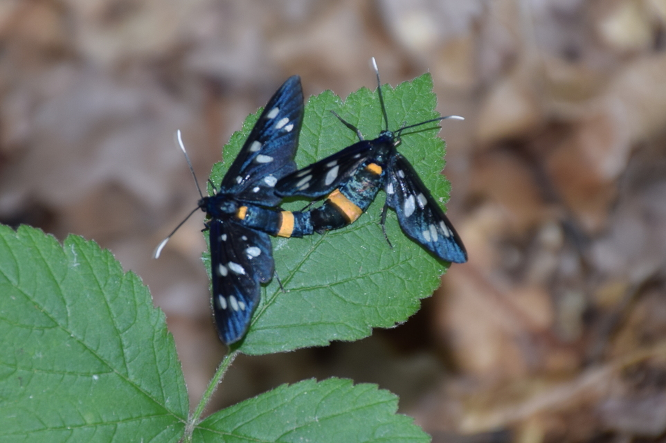 Amata phegea - fehérpettyes álcsüngőlepke