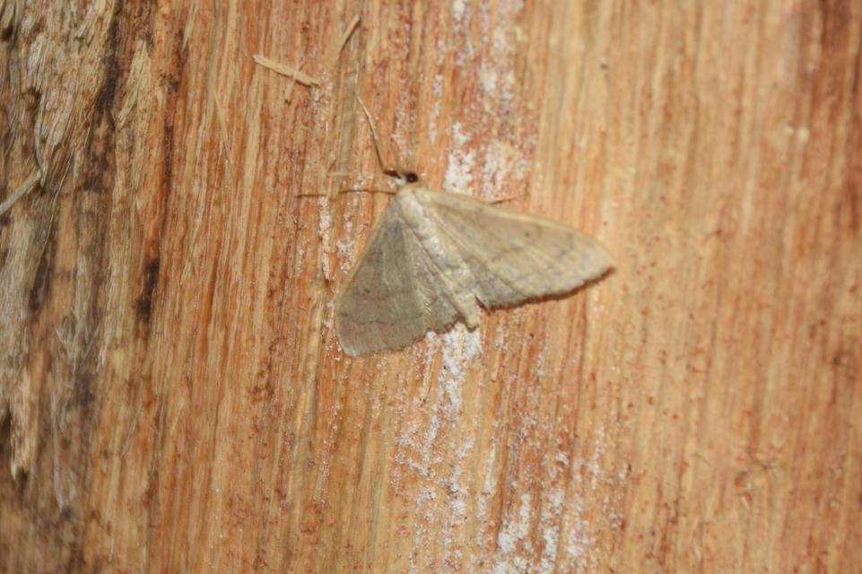 Idaea aversata - nagy sávosaraszoló