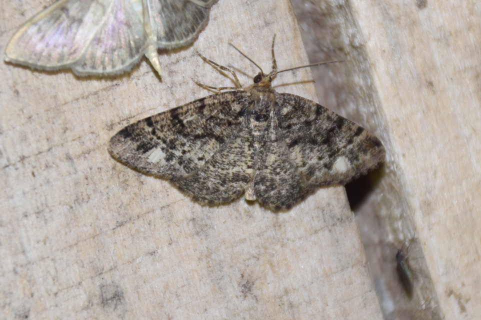 Parectropis similaria - barna zuzmóaraszoló