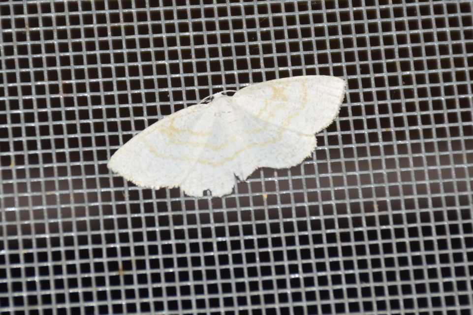 Cabera exanthemata - pettyes égeraraszoló