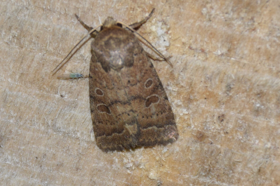 Hoplodrina octogenaria - barna selymesbagoly